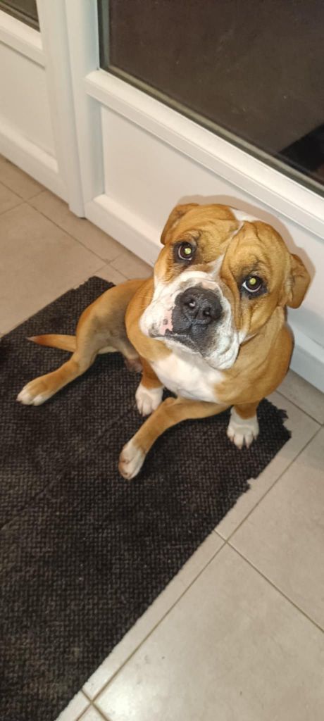 Trixie de la Féerie de l'Hermine