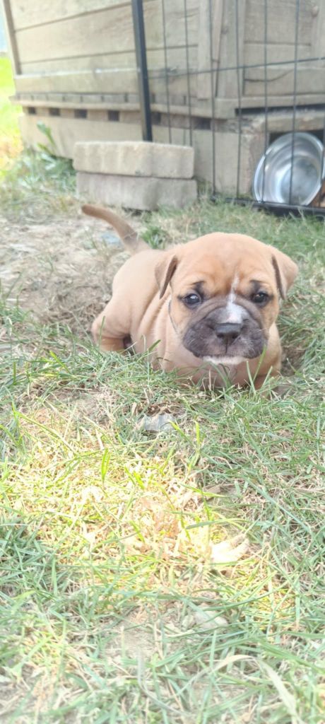 De La Haute Yvrande - Chiots disponibles - Bulldog continental