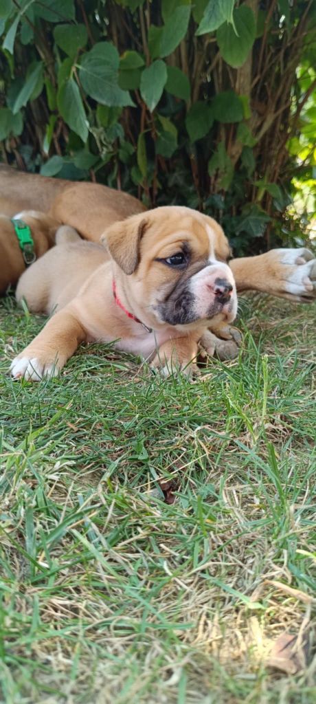 De La Haute Yvrande - Chiots disponibles - Bulldog continental