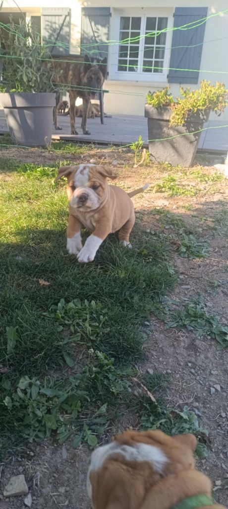 De La Haute Yvrande - Chiots disponibles - Bulldog continental