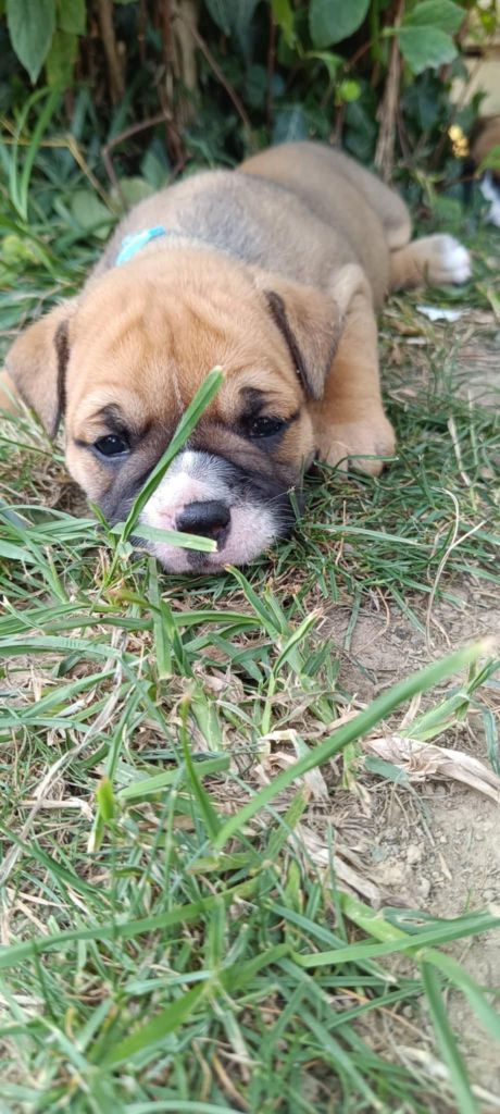 De La Haute Yvrande - Chiots disponibles - Bulldog continental